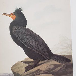Double-crested Cormorant by J. J. Audubon